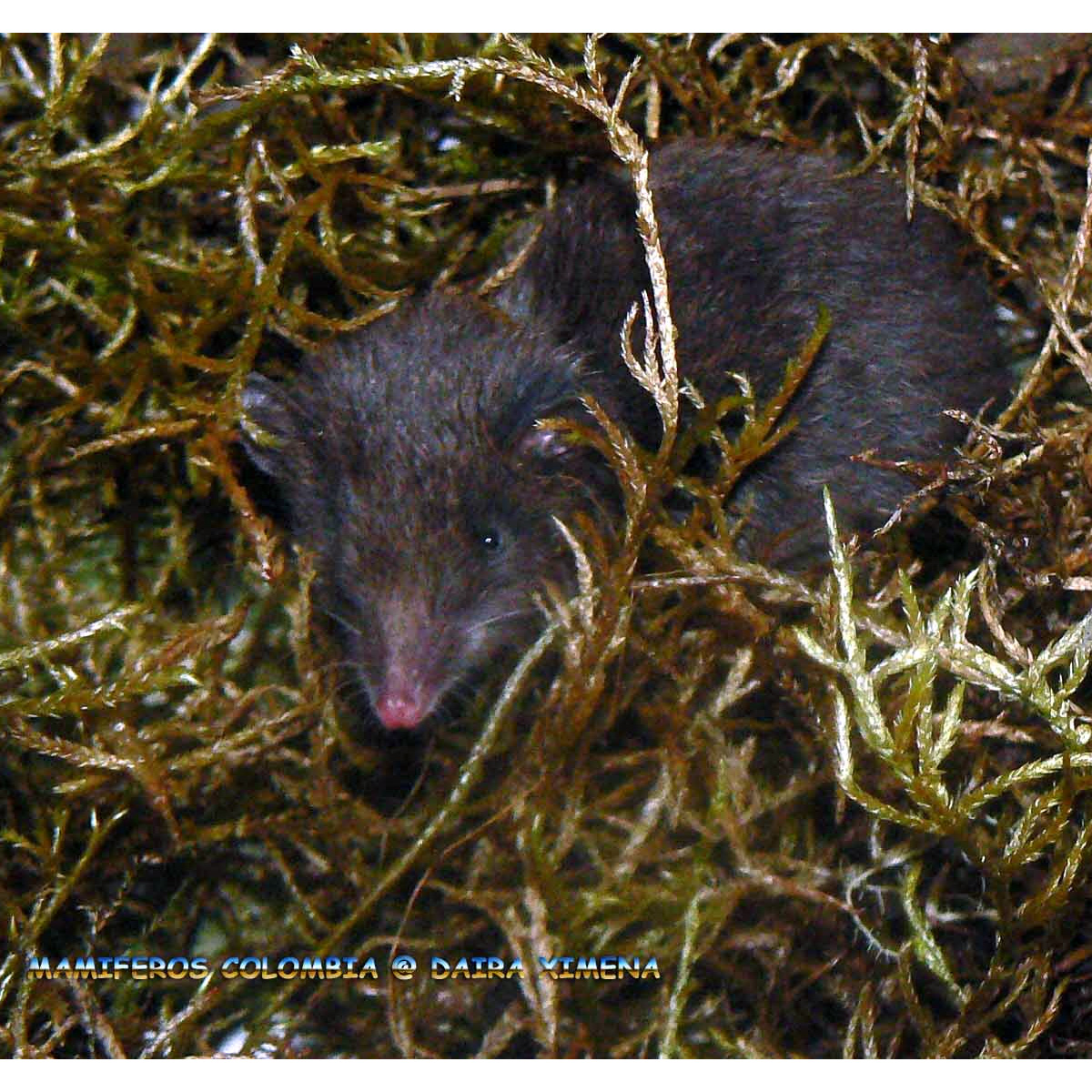 Эквадорский ценолест (Caenolestes fuliginosus) Фото №4