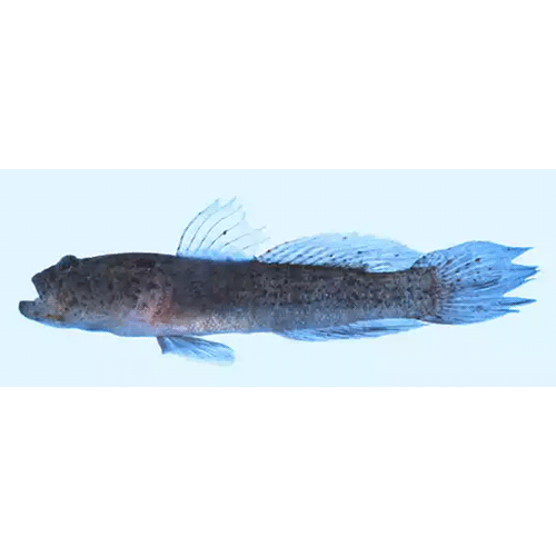 Род Caffrogobius фото