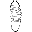 Семейство Calabozoidae фото