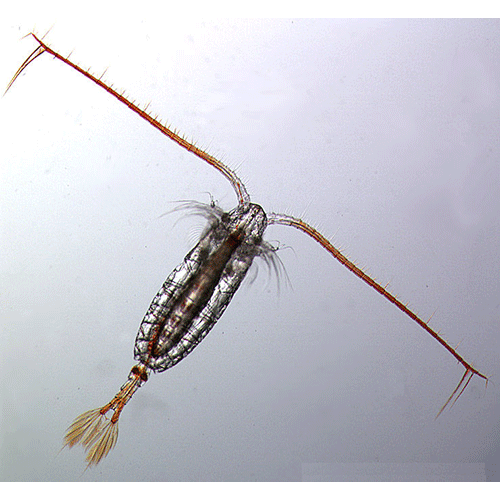 Семейство Calanidae фото