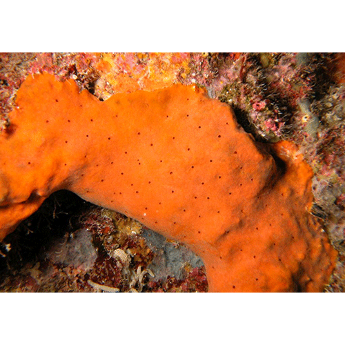 Семейство Calcifibrospongiidae  фото