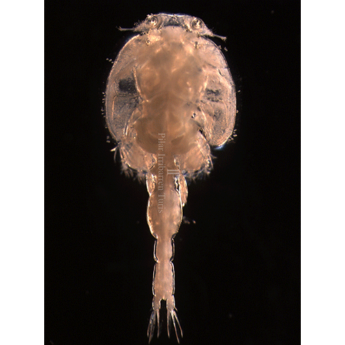 Семейство Caligidae фото
