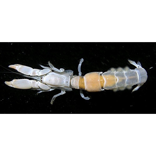 Семейство Callianideidae фото