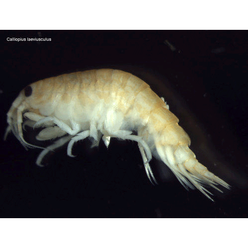 Семейство Calliopiidae фото