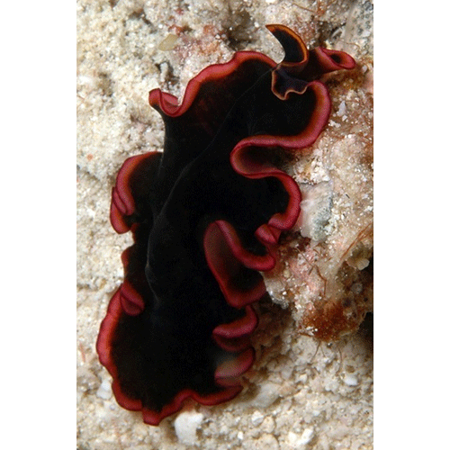 Семейство Callioplanidae  фото