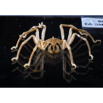 Семейство Callipallenidae фото