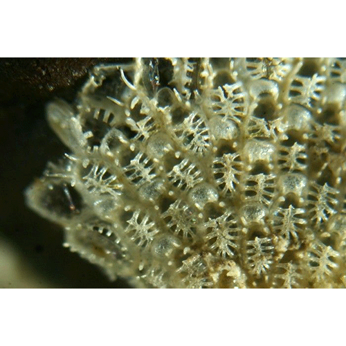 Семейство Calloporoidea фото