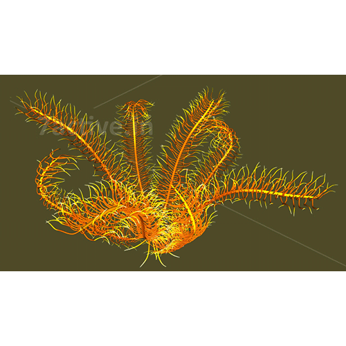Семейство Calometridae  фото
