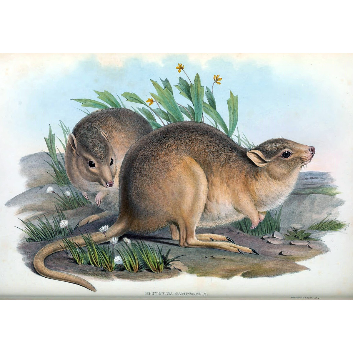 Гологрудый кенгуру (Caloprymnus campestris) Фото №3