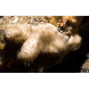 Семейство Calthropellidae  фото