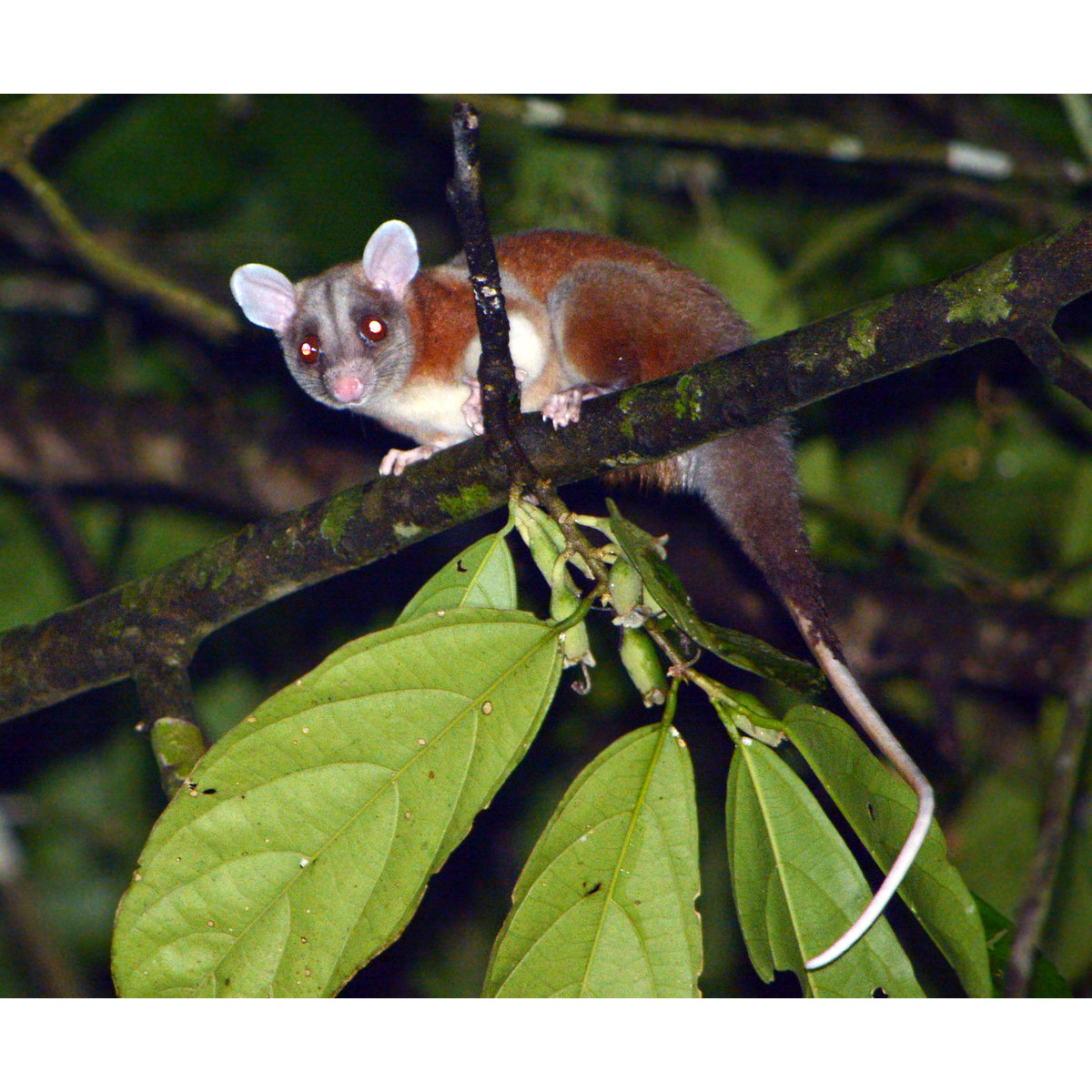 Центральноамериканский пушистый опоссум (Caluromys derbianus) Фото №2