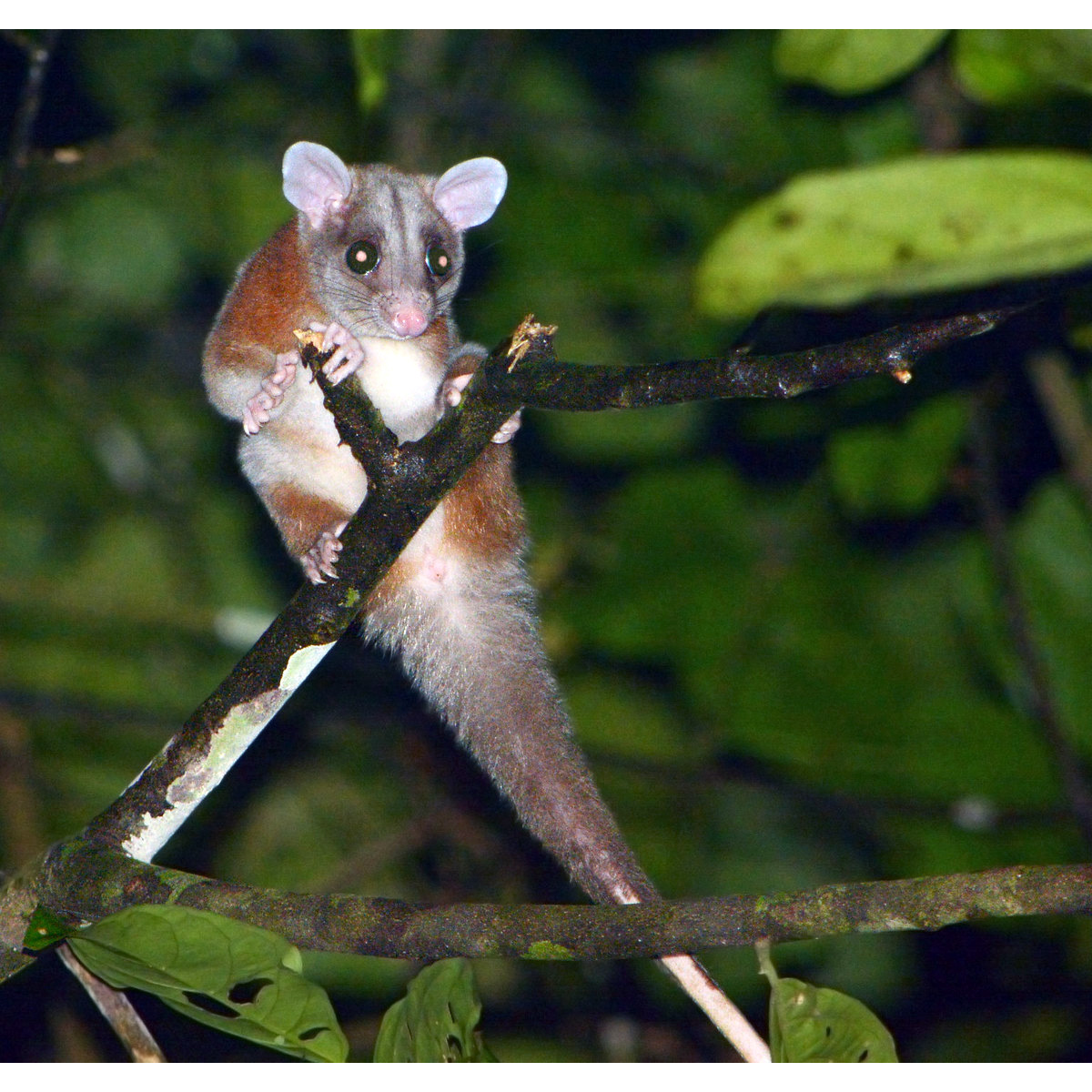 Центральноамериканский пушистый опоссум (Caluromys derbianus) Фото №8