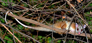Caluromys derbianus derbianus