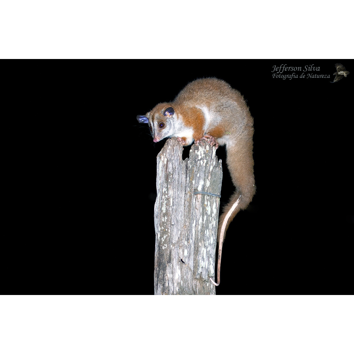 Западный пушистый опоссум (Caluromys lanatus) Фото №2