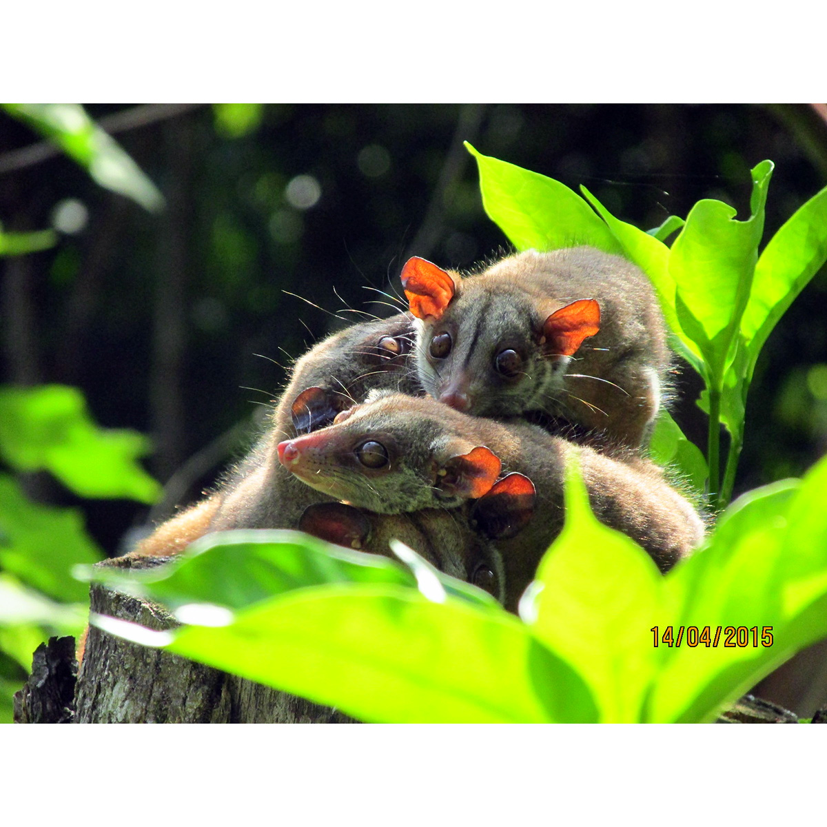 Западный пушистый опоссум (Caluromys lanatus) Фото №9