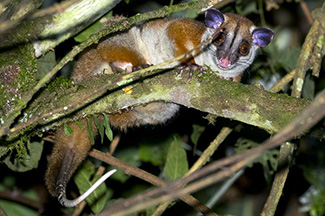 Caluromys lanatus lanatus