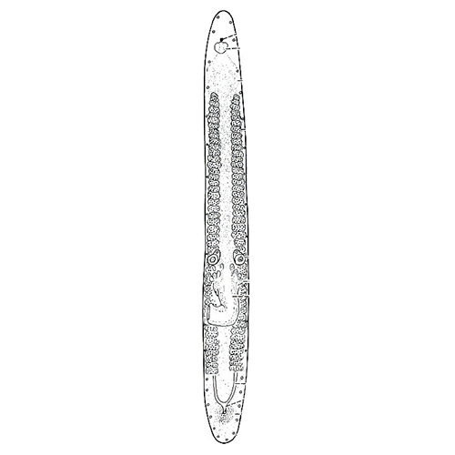 Семейство Calviriidae  фото