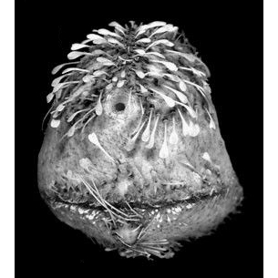 Семейство Calymnidae  фото