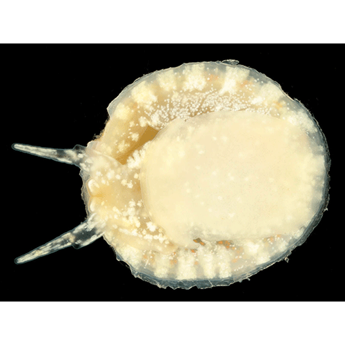 Семейство Calyptraeoidea  фото