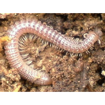 Семейство Cambalidae фото