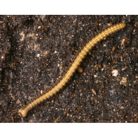 Семейство Cambalopsidae фото