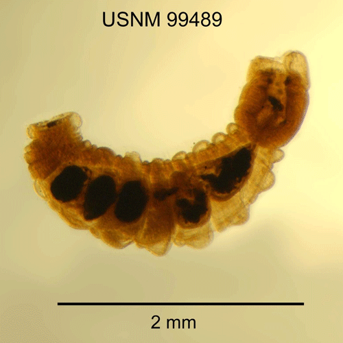 Семейство Cambarincolidae фото