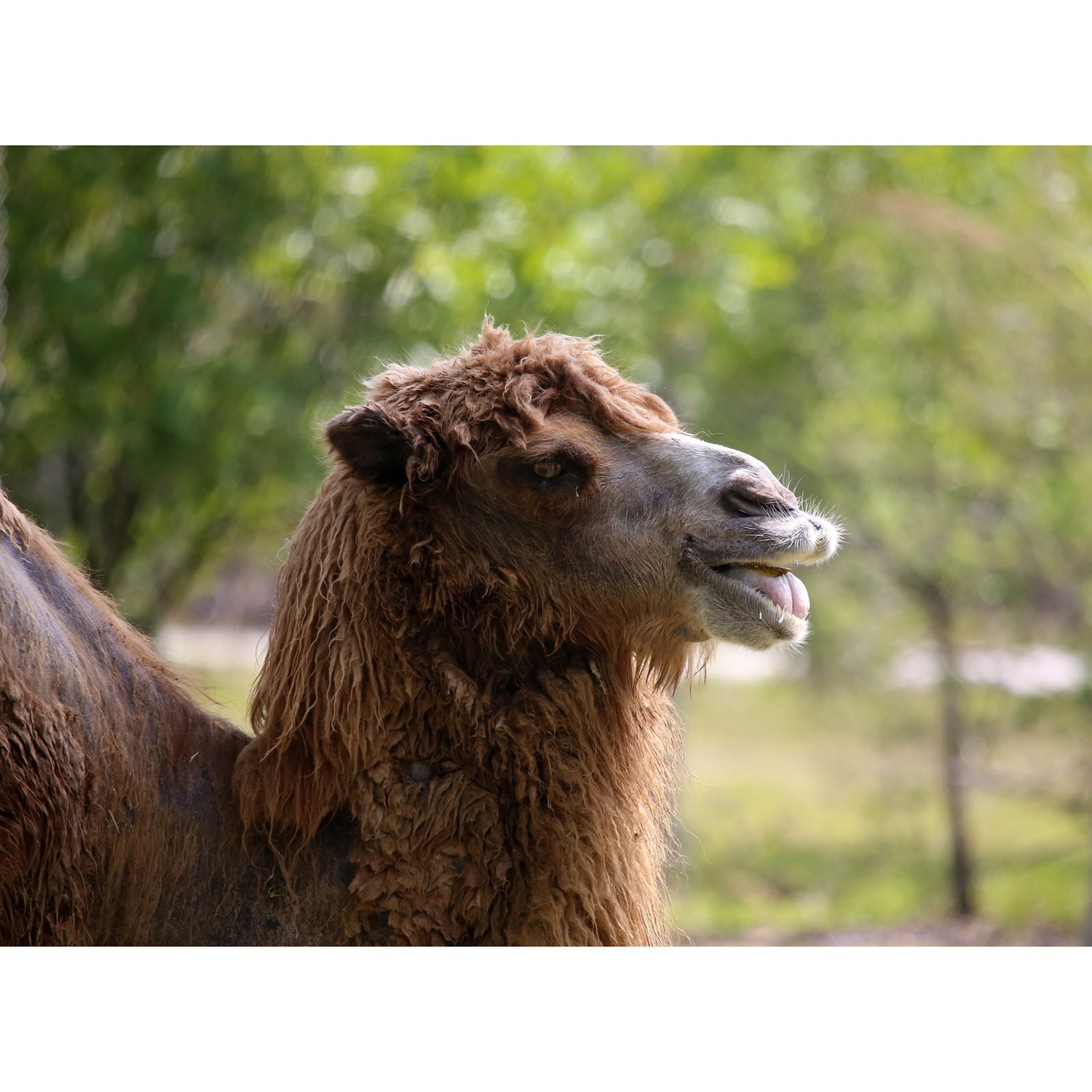 Camelus bactrianus Фото №10