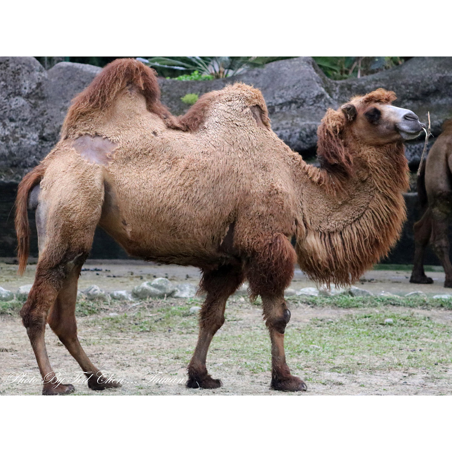 Camelus bactrianus Фото №2
