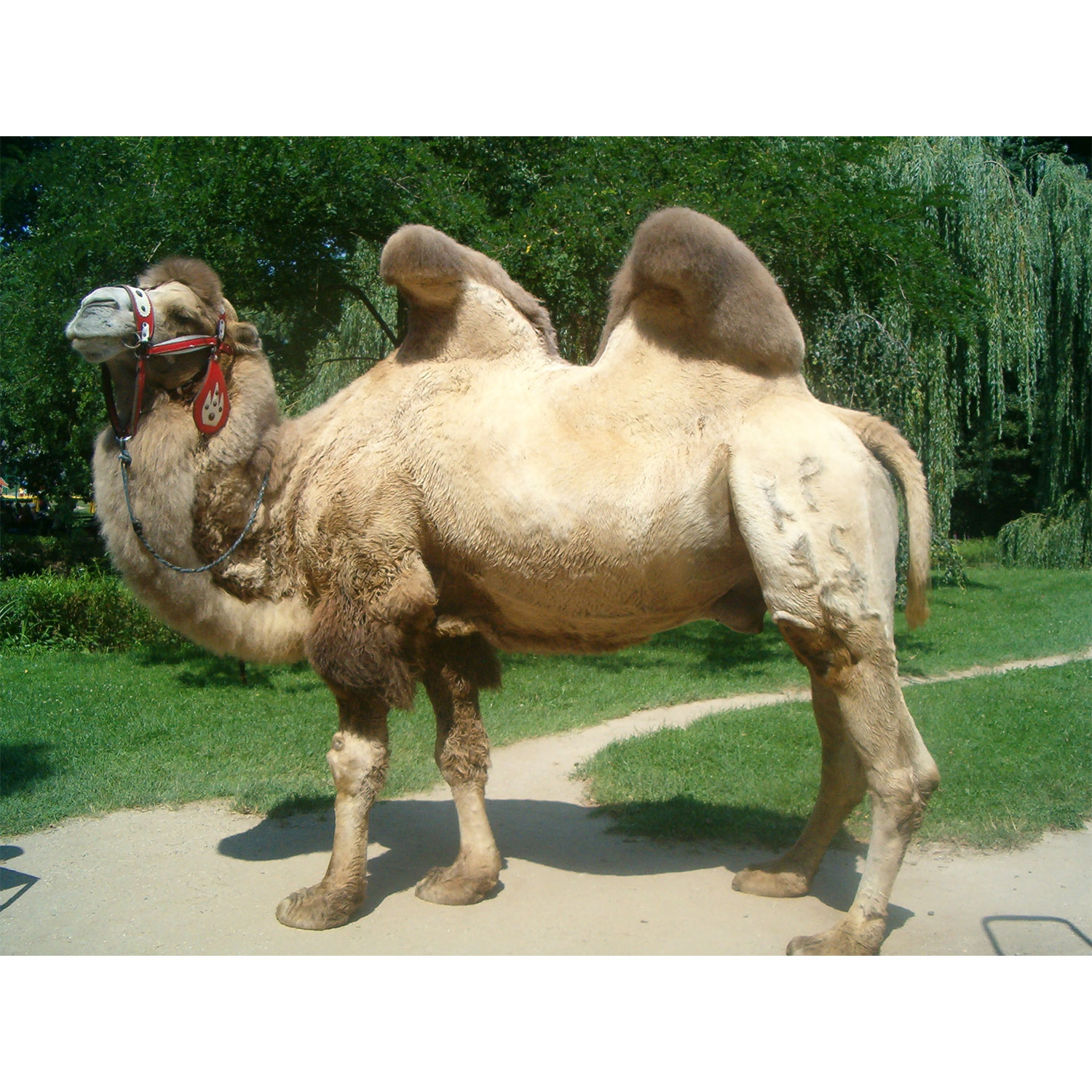 Camelus bactrianus Фото №3