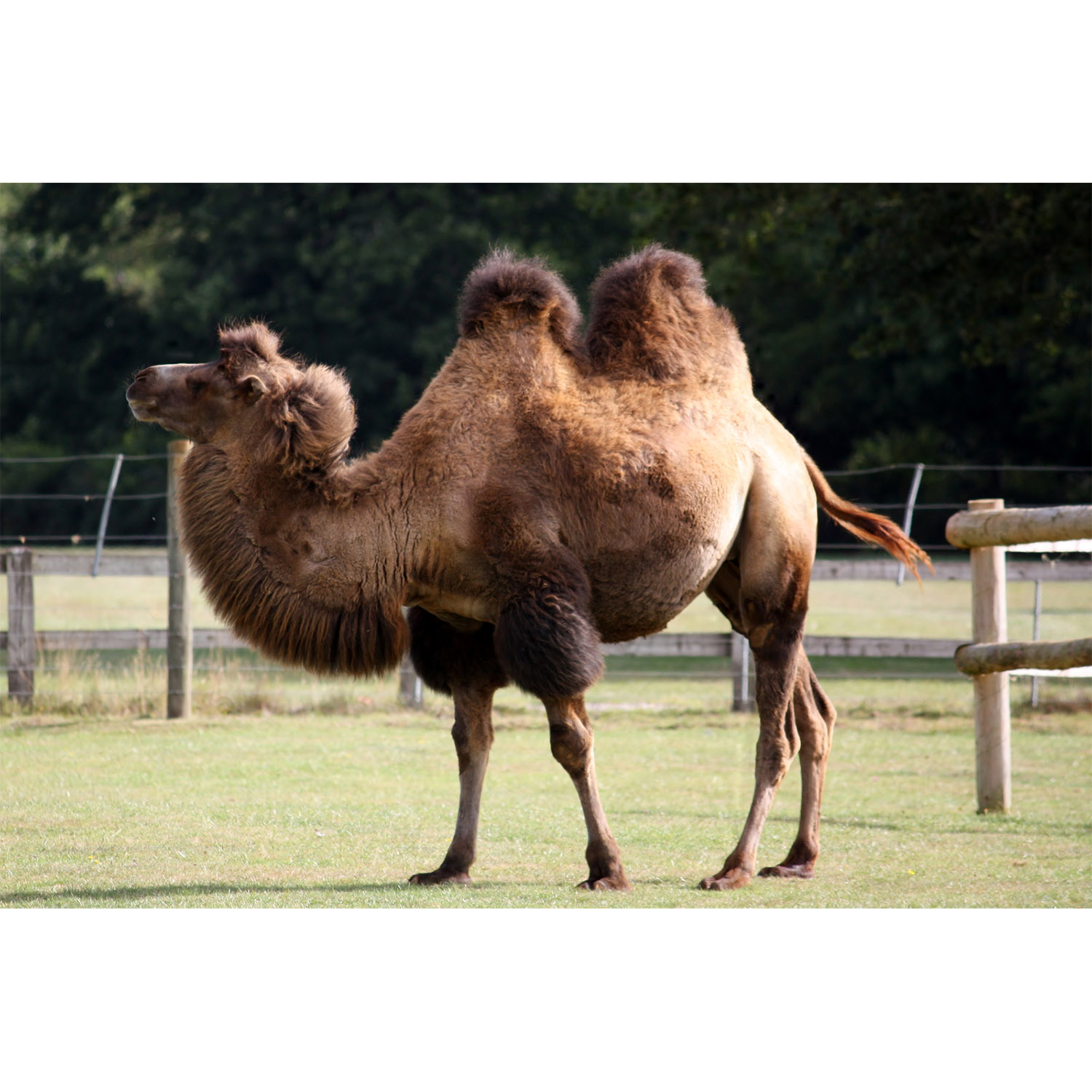 Camelus bactrianus Фото №4