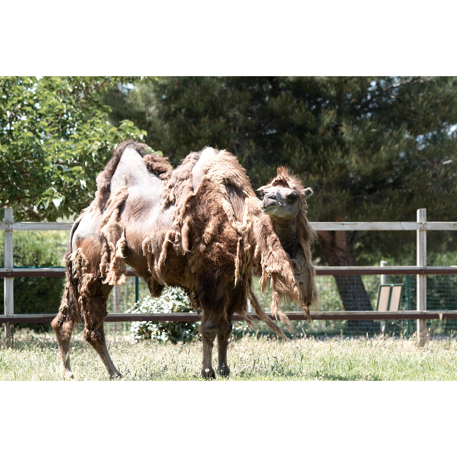 Camelus bactrianus Фото №5