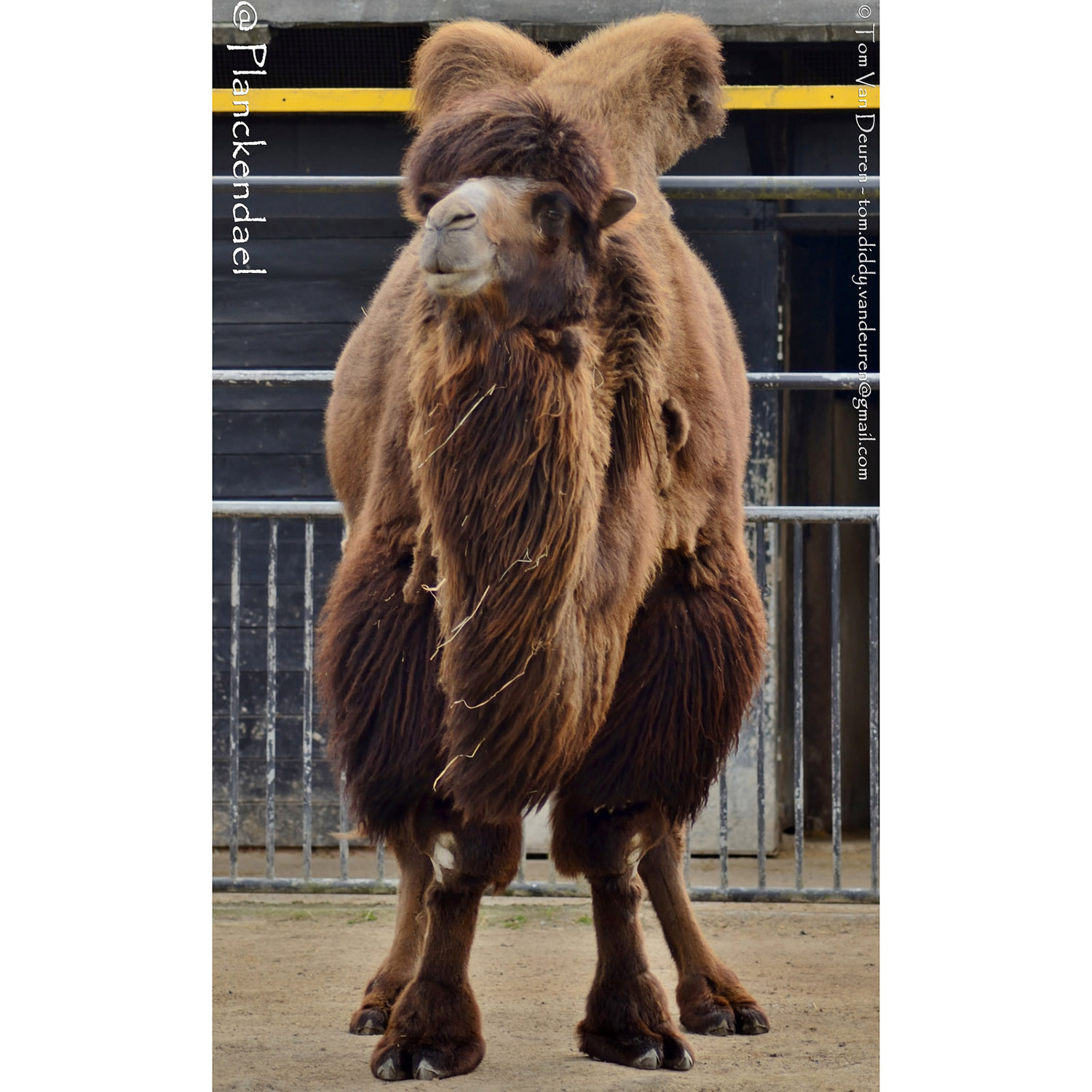 Camelus bactrianus Фото №6