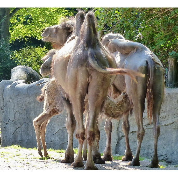 Camelus bactrianus Фото №7
