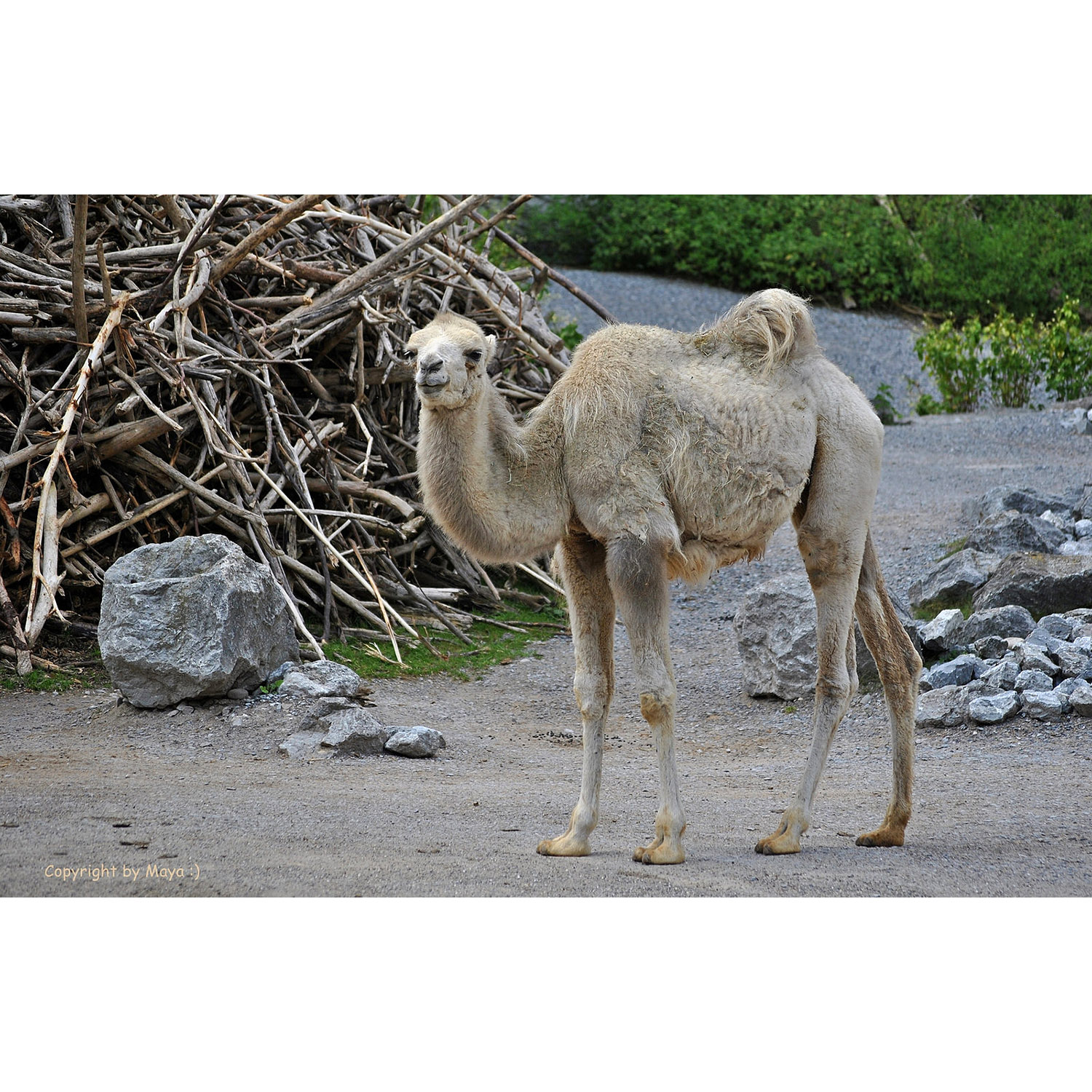 Camelus bactrianus Фото №9