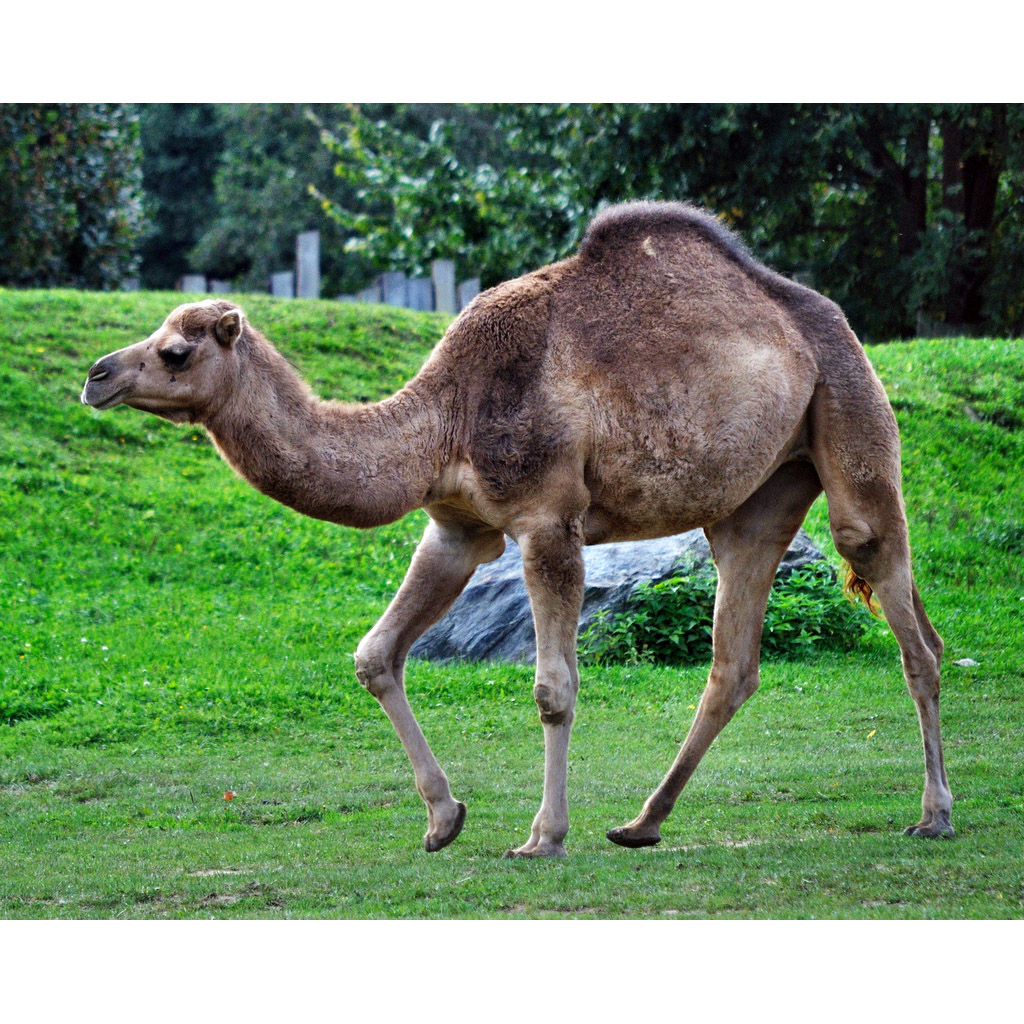 Camelus dromedarius Фото №2