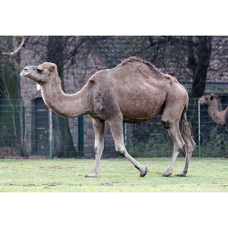 Camelus dromedarius Фото №3