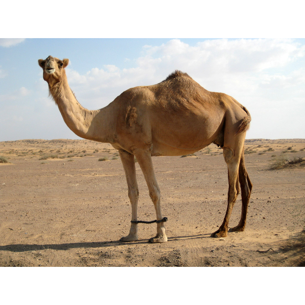 Camelus dromedarius Фото №4