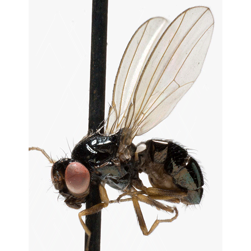 Семейство Camillidae фото