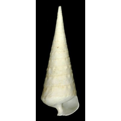 Семейство Campaniloidea  фото