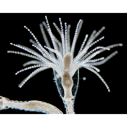 Семейство Campanulariidae  фото