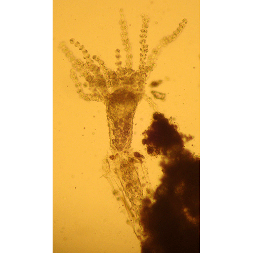 Семейство Campanulinidae  фото
