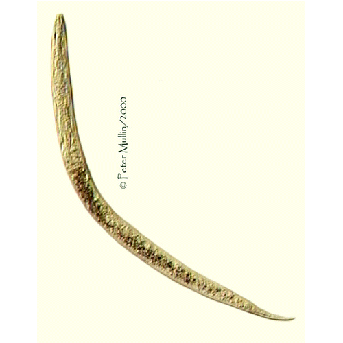 Семейство Campgdoridae  фото