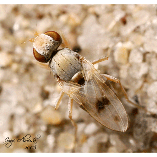 Семейство Canacidae фото