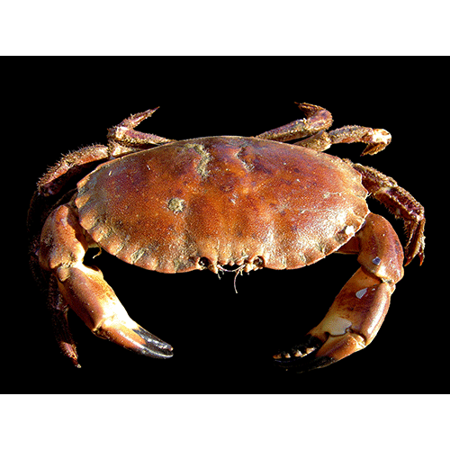 Семейство Cancroidea фото