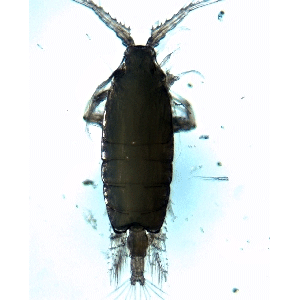 Семейство Candaciidae фото
