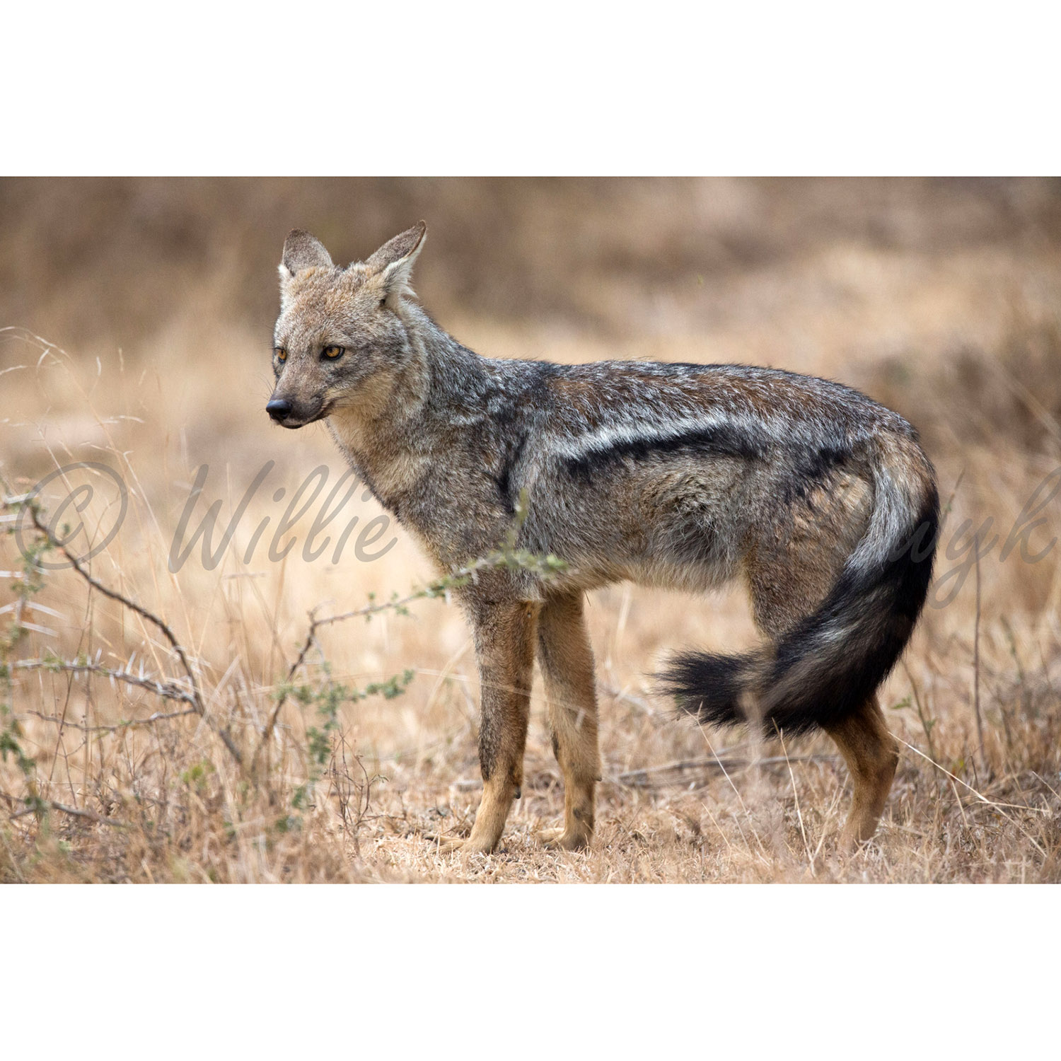 Canis adustus Фото №2