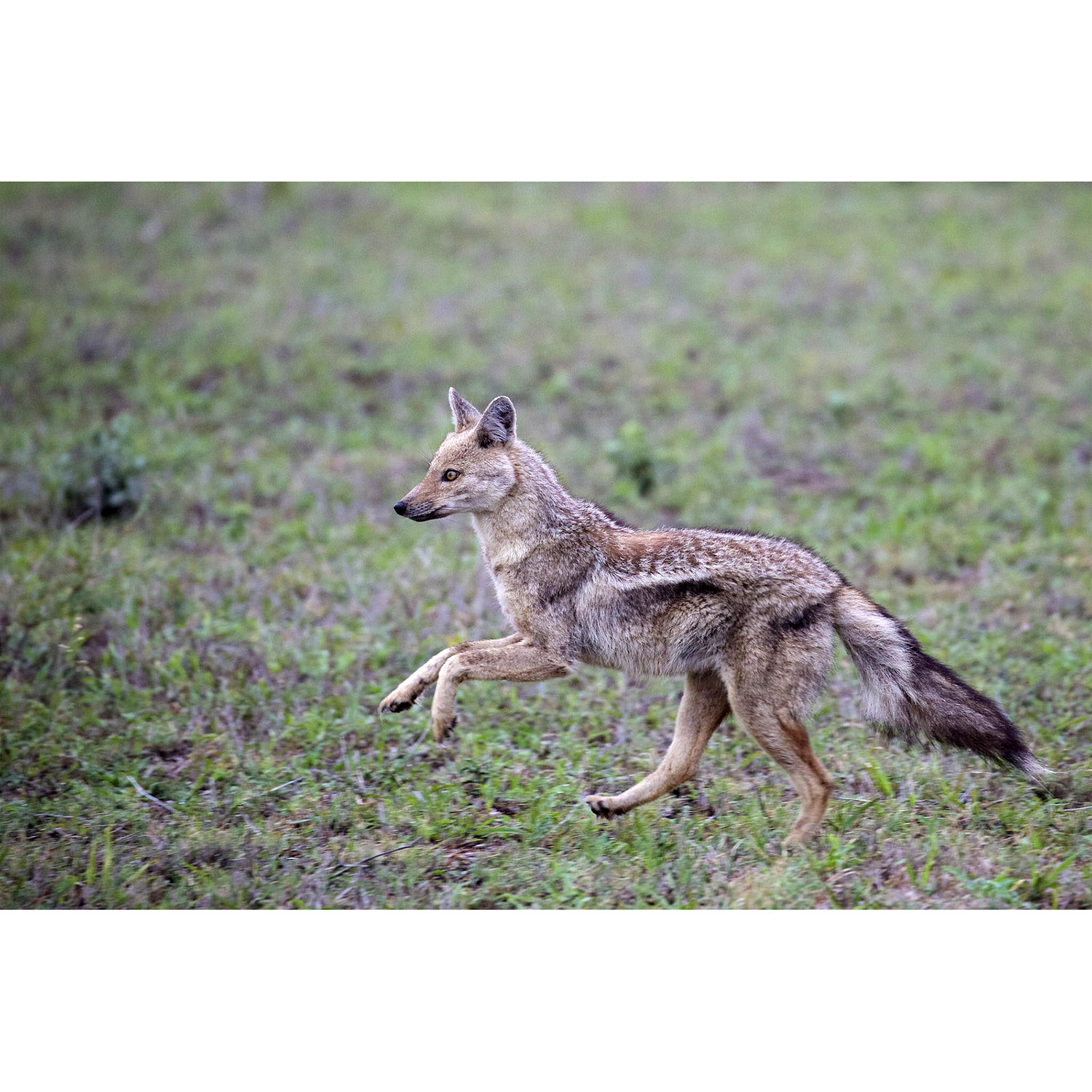 Canis adustus Фото №3