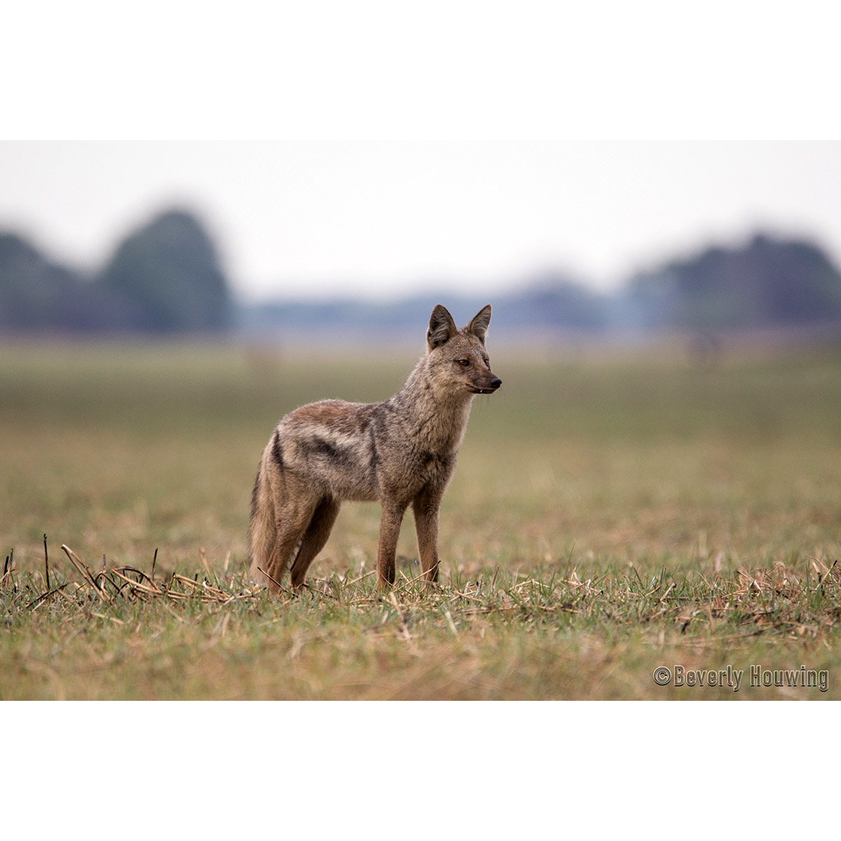 Canis adustus Фото №4