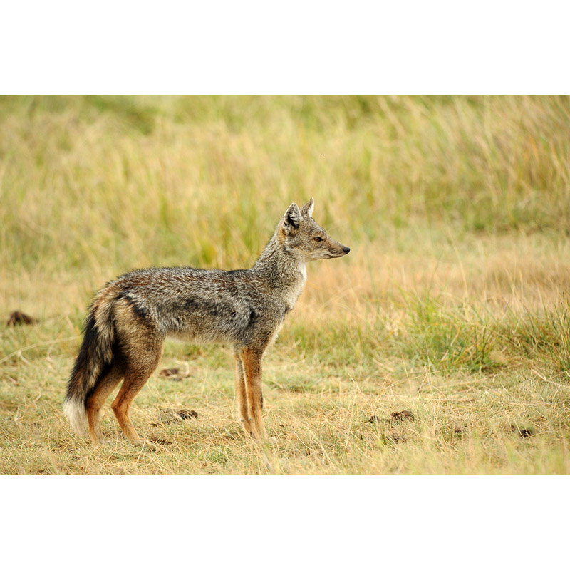Canis adustus Фото №5