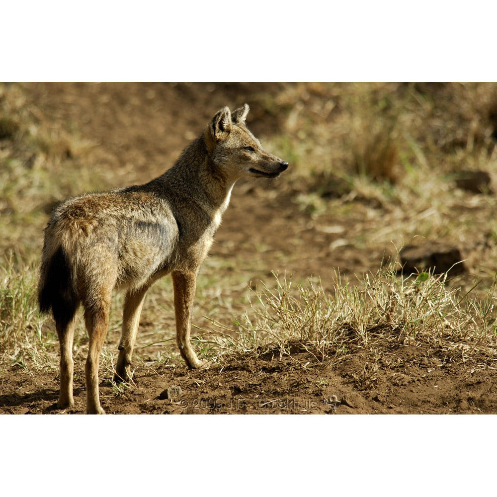 Canis adustus Фото №7